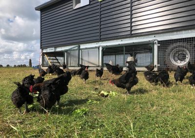 Small-scale poultry farming